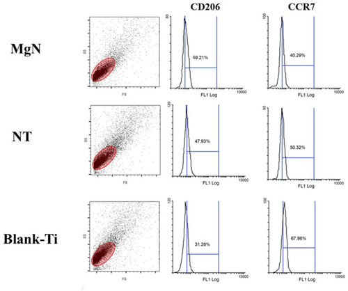 Figure 2 FACS results of RAW 264.7 cells cultured on different sample surfaces.Notes: The mean fluorescence intensity of M2 marker (CD206) was increased after stimulated by MgN group compared with that by NT and blank-Ti groups; however, the mean fluorescence intensity of M1 marker (CCR7) declined under the same treatment.Abbreviation: FACS, fluorescence activated cell sorting.