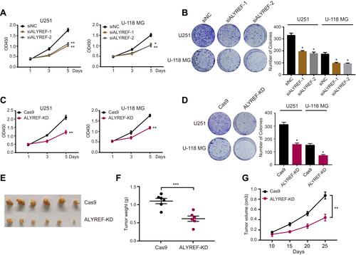 Figure 3 ALYREF promotes GBM cells growth and tumor formation. (A, B) U251 and U-118 MG cells transfected with ALYREF siRNAs or control siRNA, and the cell counting kit-8 assay (A) and colony formation assay (B) were determined. (C, D) U251 and U-118 MG cells infected with cas9 and ALYREF sgRNA or control sgRNA to perform cell counting kit-8 assay (C) and colony formation assay (D). (E) Tumor formation of Cas9 or ALYREF knockdown U251 cells were performed. (F, G) The tumor weight (F) and tumor volume (G) of U251 cells infected with Cas9 and ALYREF sgRNA or control sgRNA. Data (n = 3) was represented as the mean ± SEM in (A–D; F, G). *P < 0.05; **P < 0.01; ***P < 0.001.