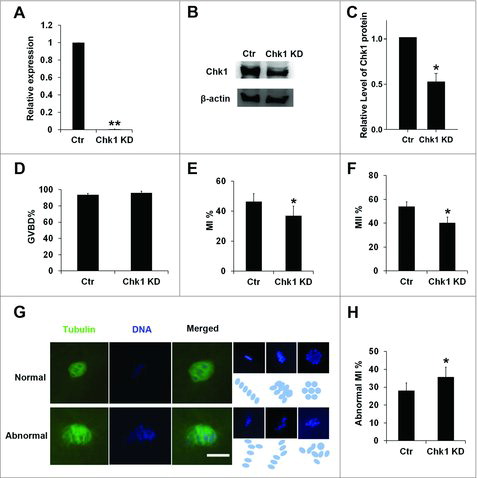 Figure 2. Chk1 depletion induced oocytes to be arrested at the MI stage and impaired the spindle organization and chromosome alignment. (A) Expression of Chk1 mRNA in the siRNA-injected oocytes. Porcine COCs were microinjected with the control and Chk1-specific siRNA, respectively. After injection, porcine COCs were incubated with dbcAMP for 20 h and followed by qRT-PCR. (B) Expression of Chk1 protein in the siRNA-injected oocytes. Porcine COCs were injected with siRNA and incubated with dbcAMP for 20 h, followed by Western blotting. The molecular mass of Chk1 is 54 kDa and that of β-actin is 42 kDa. (C) Relative levels of Chk1 protein between control and Chk1 knockdown groups. (D) Percentage of GVBD oocytes in the control group and Chk1 siRNA microinjected group. (E) Percentage of MI oocytes in the control group and Chk1 siRNA microinjected group. (F) Percentage of MII oocytes in the control group and Chk1 siRNA microinjected group. (G) Chk1 depletion triggered abnormal chromosomes arrangement; (Blue ovals or circulars showed chromosomes arrangement. The macroaxis of ovals referred to the co-orientation of chromosomes. Circulars also showed that the co-orientation was perpendicular to viewing plane. Bar = 10 μm. (H) Percentage of abnormal MI oocytes in the control group and Chk1 siRNA microinjected group. All graphs show as mean ± SE. *p<0.05. (KD, knockdown).