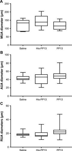 Figure 4 Long-term effects of rPP13 and His-PP13 on the diameters of uterine arteries: MUA, AUA, and RUA. Data are reported as median ± IQR.