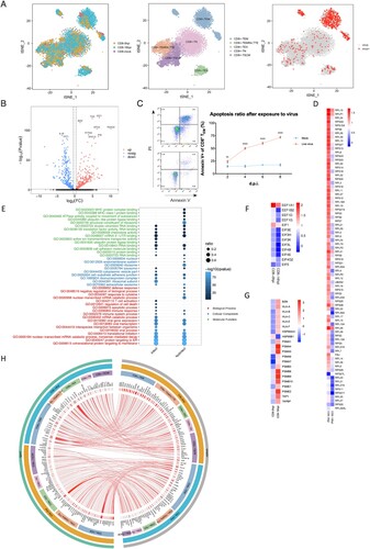 Figure 5. Biological consequences of non-productive infection in infected effector memory CD8+ T cells. (A) Left, subsets partition diagram of human CD8+ T cells through single-cell sequencing. Right, subpopulation distribution of infected CD8+ T cells (red) and bystander cells (grey). (B) Volcano plot of differentially expressed genes in infected CD8+ TEM over time. Red, up-regulation; blue, down-regulation. (C) Apoptosis of CD8+ TEM. Left, cells with annexin V and PI staining on 2 d.p.i. Right, apoptosis ratios of CD8+ TEM after exposed to H1N1 over time. Red represents for the group with treatment of live viruses while blue represents for the control group of UV-treated inactive viruses. Results are represented as mean fold change ± SD and statistical significances were analysed using GraphPad Prism 8.0 through two-tailed Student’s t-test. *p < 0.05, **p < 0.01, ***p < 0.001, ****p < 0.0001. (D) The heatmap of ribosomal protein-related genes in infected CD8+ TEM post-infection over time. (E) GO enrichment pathways change analysis of molecular function (green), cellular component (blue) and biological process (red) among infected and non-infected CD8+ TEM. (F) The gene change heatmap of eEFs in infected CD8+ TEM over time. (G) The gene change heatmap of MHC I-immunoproteasomes in infected CD8+ TEM over time. (H) Circos analysis of interactive relationships between membranous receptors and ligands among different CD8+ T subsets after exposed to H1N1 over time.