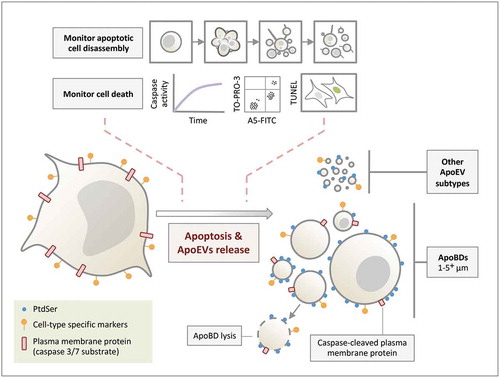 Figure 5. Formation of ApoEVs during apoptosis. ApoBDs and other ApoEV subtypes are generated during apoptosis. Although PtdSer and cell-type specific markers can be found on ApoEVs, these ApoEVs display less PtdSer and cell-type specific marker compared to apoptotic cells. Caspase-cleaved plasma membrane proteins (and cytoplasmic proteins, not depicted in the schematic) can be found in ApoBDs. ApoBDs will undergo membrane lysis (i.e. become secondary necrotic) over time under in vitro conditions. The progression of cell death and/or apoptotic cell disassembly should be monitored in ApoEV studies.