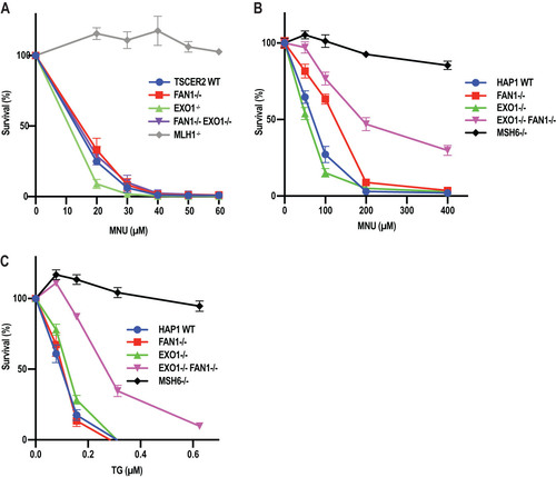 FIG 4 FAN1 deficiency augments the resistance of EXO1-deficient TK6 and HAP1 cells to MNU and TG. (A) Clonogenic assay showing the response of WT, FAN1−/−, EXO1−/−, and FAN1−/− EXO1−/− TK6 cells to MNU. (B and C) MTT assays showing the response of WT, FAN1−, EXO1−, EXO1− FAN1− and MSH6− HAP1 cells to MNU (B) and TG (C). The results of three independent experiments each carried out in triplicate are shown. Error bars represent the standard error of the mean.