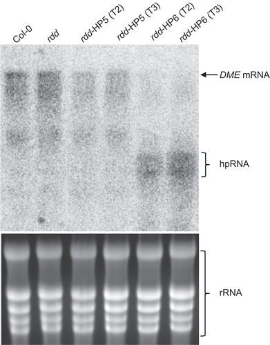 Figure 3. Northern blot analysis to detect DME mRNA level in Col-0, rdd and rdd DME RNAi transformants (rdd-HP5 and rdd-HP6). Top panel: Northern blot analysis probed with antisense DME RNA, which allows detection of both the DME mRNA and the hpDME-derived transcript. Bottom panel: Ethidium bromide-stained RNA agarose gel to show even loading of RNA.