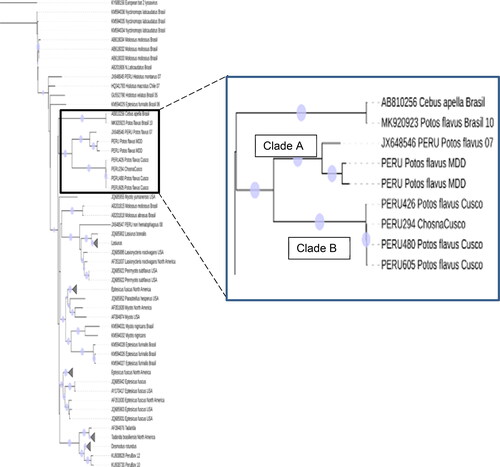 Figure 2. Phylogenetic tree of the RV isolated in Potos flavus and Reference sequences associated with bat transmission in Peru and america, including three sequences of choznas isolated in the department of Madre de Dios in the years 2007, 2013 and 2015. The maximum likelihood evolutionary tree was obtained using the IQ-TREE v1.6.12 program (model GTR + G + I, 1000 bootstraps).