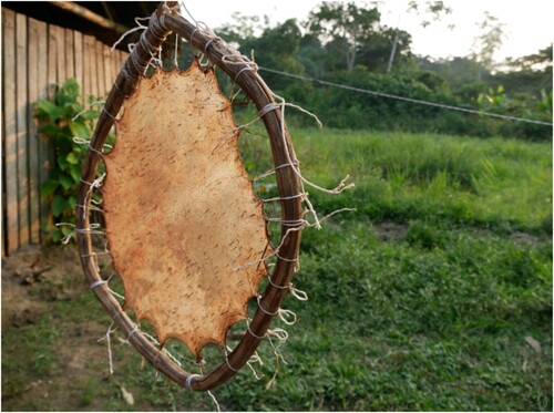 Figure 3. Drying of a peccary skin to elaborate a drum. Photo: Jenny García Ruales.