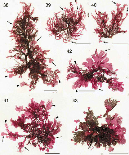 Figs 7. Martensia jejuensis. Thallus morphology. 38–40. Thalli representing M. jejuensis and M. ‘bibarii’ and bearing lobed (arrows) and hairy (arrowheads) networks collected from Chochun, Jeju Island (coll. S.-M. Lin, 28 August 2008). 41–43. Thalli representing M. ‘bibarii’ and M. ‘fragilis’ and bearing lobed (arrows) and hairy (arrowheads) networks collected from Seolim, Jeju Island (coll. S.-M. Lin & W.-J. Lee, 25 June 2005). Scale bars = 15 mm (Fig. 38) and 10 mm (Figs 39–43).