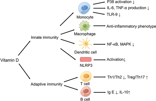 Figure 2 Vitamin D impacts the innate and adaptive immunity (By Figdraw (www.figdraw.com)).