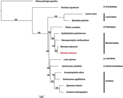 Figure 3. Phylogenetic tree generated using the maximum-likelihood method implemented in IQ-TREE v.1.6.7, based on complete plastome sequences. The species sequenced in this study is indicated in red and the accession numbers of species used for phylogenetic analysis are as follows: Alisma plantago-aquatica (MK090659), Orontium aquaticum (MT226773), Lemna minor (DQ400350), Spirodela polyrhiza (MN419335), Pothos scandens (MN046891), Spathiphyllum patulinervum (MN477425), Stenospermation multiovulatum (MN046893), Monstera adansonii (MN046888), Monstera deliciosa (OR260879), Lasia spinosa (MT226772), Zamioculcas zamiifolia (MT226775), Amorphophallus albus (OP531918), Xanthosoma sagittifolium (MW628970), Typhonium blumei (MT872311), and Arisaema heterophyllum (ON060885).