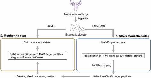 Figure 1. Typical MAM flowchart. MAM is usually carried out in two steps: a characterization step and a monitoring step. First, mAb is digested with a protease, such as trypsin, for peptide mapping. The enzymatic digests are analyzed by liquid chromatography/tandem mass spectrometry. Using the acquired mass spectrometric data, modified peptides are comprehensively identified. Target peptides are selected in accordance with the quality control strategy, and the characterization data are used to create a processing method for monitoring the MAM target peptides. Next, MAM monitoring data are acquired by a full mass scan analysis, and the relative quantification of the target peptides is performed based on the peak area intensity.