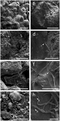 Figure 6. Colonization of RP particles by Aspergillus niger. Left (a, c, e, g) and right (b, d, f, h) panels show cryogenic scanning electron micrographs of non-inoculated and inoculated RP particles, respectively. Note the complex aggregate structure (a, c) and the porosity (e, g) of RP particles. The images on the right show a RP particle with the middle section removed, allowing the interior of the particle to be studied. Note the ability of A. niger to effectively colonize RP particles (b), as well as thigmotropically (T) responding to cracks and fissures within the structure (d, f), physically burrowing (B) through RP particles (h) and depositing minerals or forming mineral nucleation sites on their hyphal surfaces (h). Scale bars: (a) 200 µm, (b) 1 mm, (c) 500 µm, (d–f) 50 µm, (g) 10 µm, and (h) 20 µm.