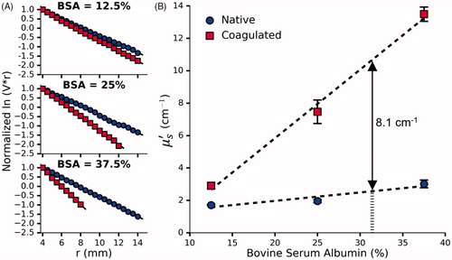 Figure 5. (A) Normalized ln⁡(V·r) vs r for a single set of phantoms doped with 12.5%, 25% and 37.5% BSA and 0.144% Naphthol Green B. (B) The effect of BSA concentration on μs′ before and after coagulation measured in 3 sets of phantoms. Given the desired coagulation-induced change in μs′ of 8.1 cm−1, the requisite concentration of BSA was found to be 31.4%. Error bars represent one standard deviation and are not visible at all points.