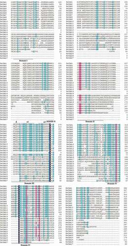 Figure 2. Multiple sequence alignment of BsIAAs.