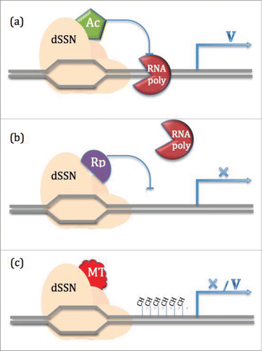 Figure 4. Targeted genome regulation mediated by defected SSN-based factors. The dSSN fusion to (a) activator potentially enhance gene expression by recruitment of transcription factors and RNA polymerase II, (b) potent repressors domains could either prevent the RNA polymerase from binding to the promoter region of specific gene or (c) methylases/demethylases or chromatin modifiers could regulate the transcription of the targeted gene.