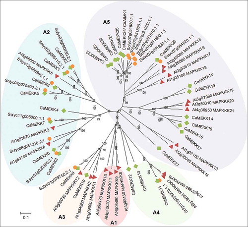 Figure 1. Phylogenetic tree analysis of putative MEKK subfamily genes in pepper. The amino acid sequences were deduced from the full-length coding sequences of MEKK genes in pepper (green diamonds), Arabidopsis (red triangles), and tomato (orange circles), and were used for comparison. Multiple alignment analysis was performed using ClustalW and the phylogenetic tree was drawn using the neighbor-joining method with MEGA X software.Citation21 Bootstrap values were calculated from 1,000 bootstrap replications and are indicated at each branch point. Scale bar indicates the evolutionary distance computed using the Poisson correction method