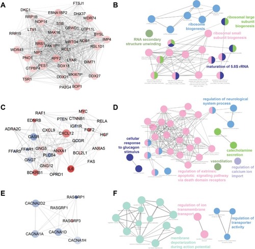 Figure 4 Top three modules identified from the PPI network by Cytoscape (A, C, and E) and gene annotation enrichment analysis of biological process GO category for each module (B, D, and F).Abbreviations: GO, Gene Ontology; PPI, protein–protein interaction.