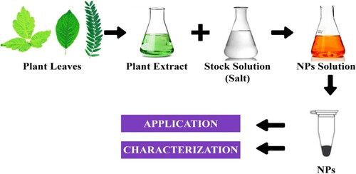 Figure 10. Green synthesis of nanoparticles using plant extract.