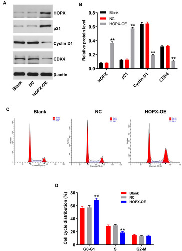 Figure 5 Overexpression of HOPX induced cell cycle arrest in breast cancer cells. MDA-MB-468 cells were infected with lenti-HOPX for 72 h. (A) Expression levels of HOPX, p21, cyclin D1 and CDK4 in MDA-MB-468 cells were detected with Western blotting. (B) The relative expressions of HOPX, p21, cyclin D1 and CDK4 in MDA-MB-468 cells were quantified via normalization to β-actin. (C and D) Cell cycle distribution was determined using flow cytometry. **P < 0.01, compared with the NC group.