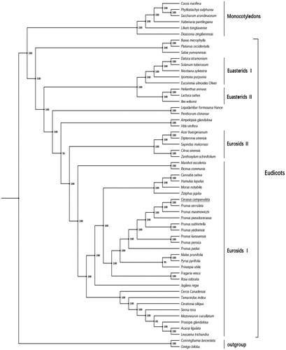 Figure 1. Phylogenetic relationships based on the translated sequences of protein-coding genes. Numbers near the nodes are bootstrap support values. All 57 species’ GenBank accession numbers are listed as below: Acacia ligulata, NC_026134.2, Acer buergerianum, KF753631.1; Ampelopsis glandulosa, KT831767.1; Buxus microphylla, EF380351.1; Cannabis sativa, NC_026562.1; Ceratonia siliqua, KJ468096.1; Cercis canadensis, KF856619.1; Citrus sinensis, DQ864733.1; Cocos nucifera, NC_022417.1; Cunninghamia lanceolata, NC_021437.1; Datura stramonium, JN654342.1; Dioscorea zingiberensis, KP899622.1; Dipteronia sinensis, NC_029338.1; Eucommia ulmoides, KU204775.1; Fragaria vesca, JF345175.1; Ginkgo biloba, NC_016986.1; Habenaria pantlingiana, NC_026775.1; Helianthus annuus, NC_007977.1; Humulus lupulus, NC_028032.1; Ilex wilsonii, KX426471.1; Ipomoea purpurea, EU118126.1; Juglans regia, KT870116.1; Lactuca sativa, AP007232.1; Leucaena trichandra, NC_028733.1; Lilium tsingtauense, KU230438.1; Liquidambar formosana, NC_023092.1; Malus prunifolia, NC_031163.1; Manihot esculenta, NC_010433.1; Mezoneuron cucullatum, KU569489.1; Morus notabilis, NC_027110.1; Nicotiana sylvestris, AB237912.1; Penthorum chinense, NC_023086.1; Phyllostachys sulphurea, NC_024669.1; Platanus occidentalis, DQ923116.1; Prinsepia utilis, KC571835.1; Prosopis glandulosa, KJ468101.1; Prunus kansuensis, NC_023956.1; Prunus maximowiczii, KP760071.1; Prunus padus, KP760072.1; Prunus persica, HQ336405.1; Prunus pseudocerasus, NC_030599.1; Prunus serrulata, KP760073.1; Prunus subhirtella, KP760075.1; Prunus yedoensis, KP732472.1; Pyrus pyrifolia, AP012207.1; Ricinus communis, JF937588.1; Rosa odorata, KF753637.1; Sabia yunnanensis, NC_029431.1; Saccharum arundinaceum, NC_030777.1; Sapindus mukorossi, NC_025554.1; Senna tora, NC_030193.1; Solanum tuberosum, NC_008096.2; Tamarindus indica, KJ468103.1; Vaccinium macrocarpon, JQ248601.1; Vitis vinifera, NC_007957.1; Zanthoxylum schinifolium, KT321318.1; Ziziphus jujuba, NC_030299.1.