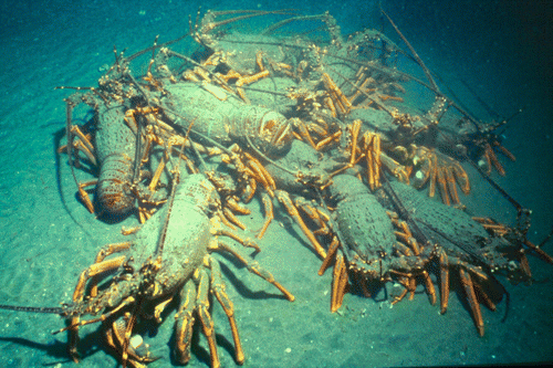 Figure 3  Aggregation of male Jasus edwardsii on sandflats approximately 1 km offshore of coastal reefs in the CROP Marine Reserve. An acoustic tagged male (middle left) enabled the aggregation to be located.