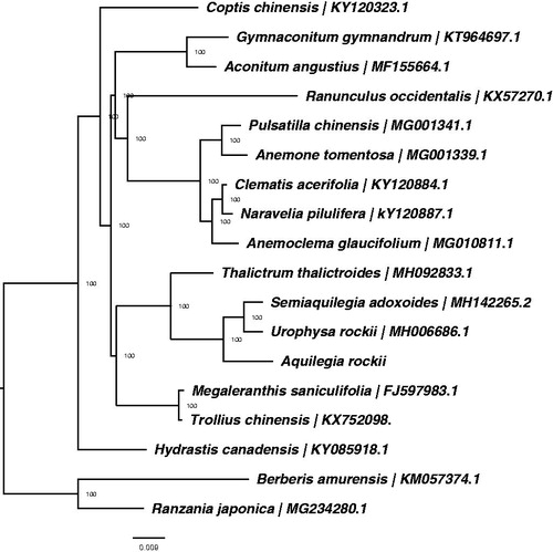 Figure 1. ML phylogenetic tree of 16 species within Ranunculaceae based on 15 chloroplast genome sequences in GenBank, plus the chloroplast sequence of Aquilegia rockii. The tree is rooted with the Berberidaceae (Ranzania japonica and Berberis amurensis). Bootstraps (10,000 replicates) are shown at the nodes.