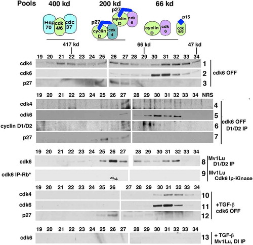 Figure 3. Endogenous CDK6 exists in a dimer with cyclins D1/D2. Tet-CDK6WT cells were grown in the presence of Tet (OFF) and, where indicated, treated with TGF-β. Lysates from these cells were separated by gel filtration and the resulting fractions were subjected to direct immunoblot analysis or immunoprecipitation-immunoblot analysis. Fractions from Tet-CDK6WT cells grown in the presence of Tet (CDK6 OFF) were subjected to direct immunoblot analysis using anti-CDK4 (row 1), anti-CDK6 (row 2) and anti-p27 (row 3) antibodies. Fractions were immunoprecipitated with anti-cyclin D1 and anti- cyclin D2 antibodies and the resulting complexes were analyzed by immunoblotting with anti-CDK4 (row 4), anti-CDK6 (row 5), anti-cyclin D1/anti-cyclin D2 (row 6) and anti-p27 (row 7) antibodies. Fractions from parental Mv1Lu cells were either immunoprecipitated with anti-cyclin D1/cyclin D2 antibodies and immunoblotted for CDK6 (row 8) or immunoprecipitated with anti-CDK6 antibodies and used in a Rb in vitro kinase assay (row 9). Fractions from TGF-β treated parental Mv1Lu cells were subjected to cyclin D1 immunoprecipitation and used in an anti-CDK6 immunoblot (row 13). Lysates TGF-β treated Tet- CDK6WT cells (OFF) were separated by gel filtration and the resulting fractions were processed by direct immunoblot analysis using anti-CDK4 (row 10), anti-CDK6 (row 11) and anti-p27 (row 12) antibodies