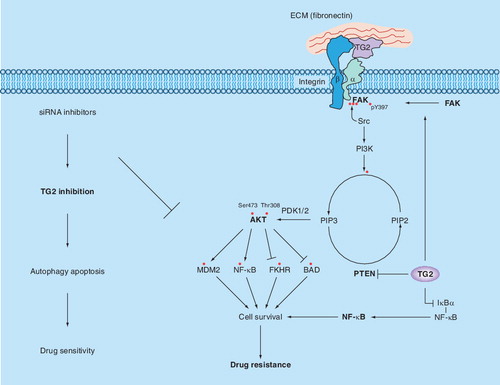 Figure 1. TG2-mediated signaling and drug resistance.Association of TG2 with integrins (e.g., β1, β3, β4 or β5) can increase their avidity for extracellular matrix proteins, such as fibronectin, and result in the activation of downstream cell survival FAK/Akt signaling pathways. TG2 can also affect FAK phosphorylation directly by associating with FAK or indirectly by promoting PTEN degradation via the ubiquitin–proteasomal pathway. Either collectively or individually, activation of these signaling molecules in the FAK/Akt axis leads to the phosphorylation of various downstream substrates and activation of MDM2 and NF-κB or inhibition of FKHR and BAD proteins. Collectively, these events contribute to increased cell survival and chemoresistance. Conversely, TG2 – by crosslinking IκBα (inhibitor of κBα) – can induce dissociation of the NF-κB–IκBα complex, resulting in constitutive activation of NF-κB in an IKK-independent manner.FAK: Focal adhesion kinase; TG2: Tissue transglutaminase.