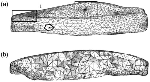 Figure 4. Mesh generation for vastus lateralis muscle. (a) Surface mesh model of vastus lateralis muscle and (b) Cutaway view of volume mesh of vastus lateralis.