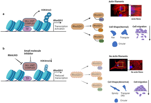 Figure 1. MLL regulates transcription of RhoGDI1 to regulate the levels of Rho GTPases. (a) MLL HMT complex is involved in the active transcription of RhoGDI1. RhoGDI1 acts as a chaperone for the small Rho GTPases, RhoA, Rac1 and CDC42, ensuring their stability in the cell. These Rho GTPases regulate the cell shape, cell migration and actin cytoskeleton formation. (b) Inhibition of MLL using RNAi or small molecule inhibitors in cells reduces the transcription of RhoGDI1, which further affects the stability and function of small GTPases and results in the abnormal cell shape and cell migration, most likely as a consequence of reduced actin cytoskeleton.