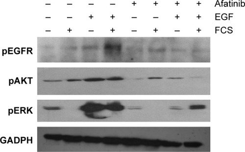 Figure 3 Effect of afatinib on levels of phosphorylated forms of EGFR, AKT, and ERK in the HNE-1 cell line.