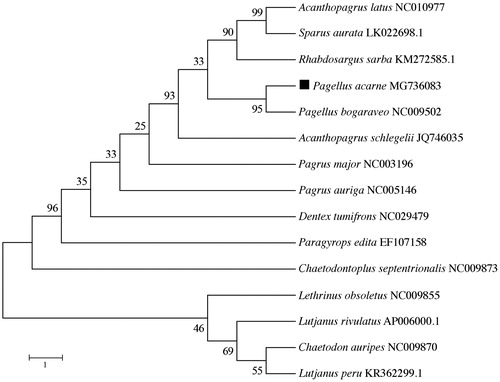 Figure 1. The phylogenetic position of Pagellus acarne was validated by ML method with the complete mitogenomes of nine sparids and five arbitrary outgroup species (Lutjanus peru, Lutjanus rivulatus, Lethrinus obsoletus, Chaetodontoplus septentrionalis, Chaetodon auripes). Numbers above the nodes indicate 1000 bootstrap values. Mitogenome accession numbers are listed behind the species names.