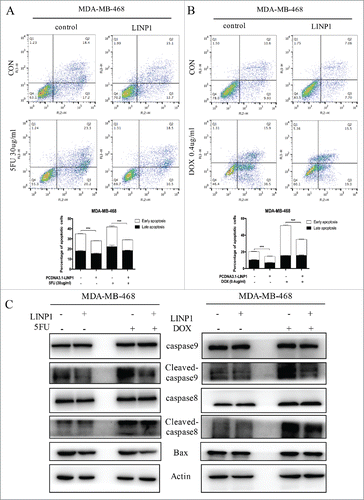 Figure 4. LINP1 protected breast cancer cells from chemotherapeutic-induced apoptosis. (A and B) MDA-MB-468 cells were transiently transfected with LINP1 overexpression plasmid or control plasmid, followed by 5FU or DOX treatment. The apoptosis rates were determined by FACS analysis. Representative results are shown, and the data are presented as the mean ± SD. (C) Western blot analysis was performed to detect the effects of LINP1 overexpression on the protein levels of apoptosis-related proteins with or without drug treatment. Actin served as a loading control for Western blots, *P<0.05, **P<0.01, and, ***P<0.001 by the Student's t test.