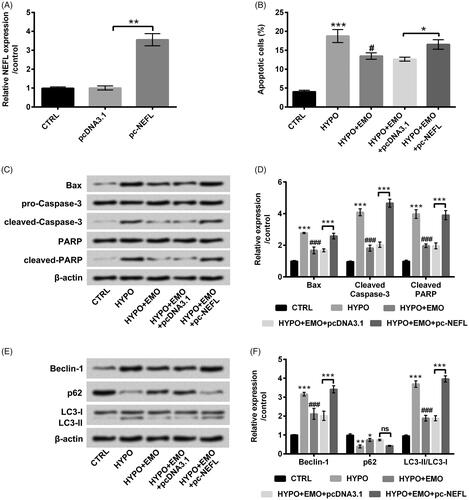 Figure 6. Overexpressed NEFL ameliorated the functions of EMO in apoptosis and autophagy in hypoxia-disposed PC-12 cells. (A) PC-12 cells were transfected with pc-NEFL and pcDNA3.1 vectors, RT-qPCR essay was implemented for NEFL expression determination in PC-12 cells. After co-disposition with hypoxia and EMO and transfection with pc-NEFL, flow cytomentry was carried out for (B) cell apoptosis assessment. Western blot assay was executed for (C and D) Bax, pro/cleaved-Cleaved-3, PARP and cleaved-PARP and (E and F) Beclin-1, p62 and LC3-I/LC3-II protein levels determination. The three independent experiments were conducted. *p < .05, **p < .01 and ***p < .001: pc-NEFL group versus pcDNA3.1 group, HYPO group versus CTRL group or HYPO + EMO + pc-NEFL versus HYPO + EMO + pcDNA3.1; #p < .05, ###p < .001: HYPO + EMO group versus HYPO group; ns: no significant difference.