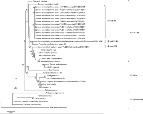 Fig. 2 Ranavirus phylogenetic tree based on 50 genes (1000 bootstrap values).All Dutch ranaviruses cluster within the CMTV-like clade. Group II and III cluster closely with CMTV-like ranaviruses from China (ADRV, CGSIV), Italy (REV), Switzerland (THR), and Denmark (PEV-DEK1). Isolates and Genbank numbers used: common midwife toad ranavirus isolate Pelophylax kl.esculentus/2013/NL (KP056312), common midwife toad ranavirus isolate Mesotriton alpestris/2008/E (JQ231222), Rana esculenta virus isolate REV 282/I02 (MF538628), Pelophylax esculentus virus isolate PEV_DK1 (MF538627), Rana catesbeiana virus 1 isolate RCV-Z (MF187210), R. catesbeiana virus 2 isolate RCV2-Z2 (MF187209), Frog virus 3 (AY548484), Frog virus 3 isolate SSME (KJ175144), tortoise ranavirus isolate 1 (882/96) (KP266743), Testudo hermanni ranavirus isolate CH8/96 (KP266741), German gecko ranavirus isolate 2000/99 (KP266742), tiger frog virus (AF389451), soft shelled turtle iridovirus (EU627010), European sheathfish virus (JQ724856), Epizootic hematopoietic necrosis virus (FJ433873), Ambystoma tigrinum stebbensi virus (AY150217), Andrias davidianus ranavirus isolate 1201 (KC865735), Chinese giant salamander iridovirus, isolate CGSIV-HN1104, (KF512820), Rana grylio ranavirus (JQ654586), pike perch iridovirus isolate SLU 144001 (KX574341), Bohle iridovirus isolate BIV-ME 93/95, cod iridovirus isolate GAM14001 (KX57432), ranavirus maximus isolate SMA15001 (N_C030842), and short-finned eel ranavirus isolate ANGA14001 (KX353311)