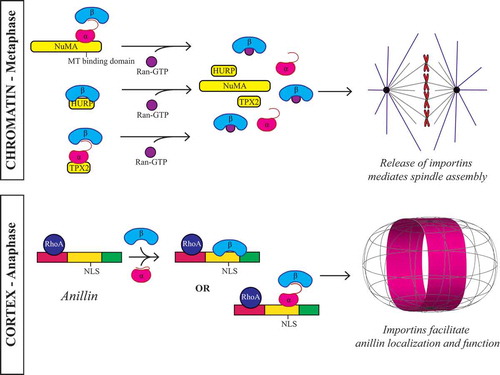 Figure 2. Ran regulates proteins required for spindle assembly and cortical polarity. During metaphase, the Ran gradient regulates spindle assembly in the vicinity of chromatin. Among other proteins, importin-binding inhibits the function of TPX2, NuMA and HURP (all in light yellow), although the mechanism by which this occurs differs for each protein [Citation14,Citation23]. The microtubule-bundling activity of HURP is directly inhibited by importin-β (blue) binding [Citation33], whereas the α/β heterodimer inhibits TPX2 and NuMA. In the heterodimer, importin-β sterically hinders the microtubule binding site of NuMA [Citation30–32]. Importin-α (pink) directly inhibits TPX2, but requires importin-β for TPX2-binding [Citation27–29]. The release of SAFs from importins by Ran-GTP (purple) permits them to carry out their function in spindle assembly [Citation12]. The spatial location of cargo release from importins would depend on various factors including binding affinity to importins (-α, -β or the heterodimer) and post-translational modifications. Thus, where the importin and Ran gradients are functionally relevant, as well as the gradient steepness and length-scale of these gradients could be unique to each NLS-containing cargo. During anaphase, importin-binding regulates cortical proteins [Citation1]. In particular, anillin is a conserved protein that crosslinks components of the contractile ring for cytokinesis. The C-terminus of anillin contains a RhoA-GTP Binding Domain (RBD; red), a C2 domain (yellow), and a Pleckstrin homology domain (PH; green) [Citation95]. RhoA-GTP (dark blue) binds to the RBD, causing a conformational change that relieves autoinhibition of the NLS in the neighbouring C2 domain. This domain also contains binding sites for phospholipids, microtubules and Ect2, the GEF required for RhoA activation. Importin-β-binding facilitates cortical recruitment, by stabilizing a conformation that may favour these other interactions [Citation1]. We propose that other NLS-containing contractile proteins could similarly be regulated by importin-binding