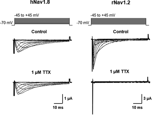 Figure 1. Expression of human Nav1.8 and rat Nav1.2 in Xenopus oocytes. (a) When expressed in Xenopus oocytes, hNav1.8 mediates an inward Na+ current with slow activation and inactivation kinetics that is unaffected by 1 μM tetrodotoxin (TTX). (b) In contrast, rat Nav1.2 mediates a Na+ current exhibiting fast activation and inactivation kinetics that is completely abolished by the application of 1 μM TTX. Oocytes were held at – 70 mV and depolarized to voltages between – 50 and +40 mV in 10 mV increments. External solutions containing TTX (1 µM) were applied through the perfusion system