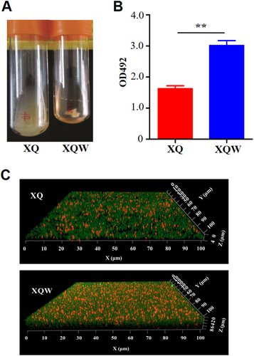 Fig. 5 Detection of biofilm formation in S. aureus XQ and XQW.a XQW strain exhibited flocculent growth in LB medium. b Detection of biofilm formation with crystal violet staining method. The OD492 values were represented as mean ± SD (n = 3). **P < 0.01. c Biofilms derived from XQ and XQW strains were observed under a confocal scanning laser microscope. The polysaccharides in biofilm were stained green, and the bacteria were stained red. XQW produced thicker and more compact biofilm than XQ