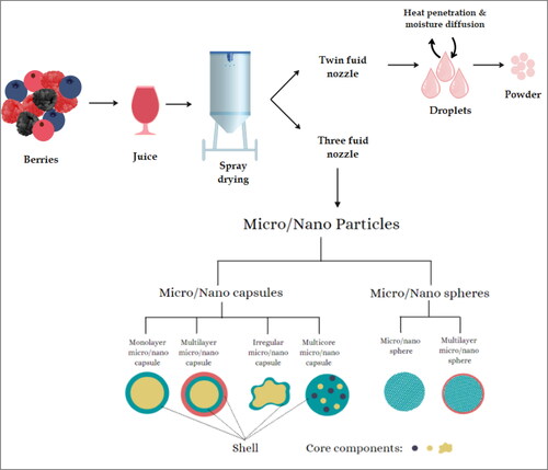 Figure 11. Mechanism of spray drying.