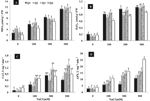 Figure 7. Varietal difference in shoot MDA (A) and H2O2 content (B), CAT (C) and APX (D) activity of quinoa genotypes cultivated under different NaCl concentrations (0, 100, 300 and 500 mM) during 15 days of treatment. Data are means of 6 replicates ± SE. Means with similar letters are not different at P < 0.05 according to Duncan’s multiple range test at 95%.