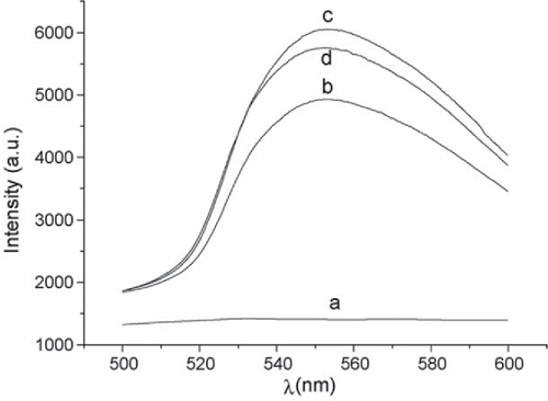 Figure 5. Fluorescence spectra using 454 nm argon laser (10 mW) as the excitation source. (a) aridine orange (AO); (b) Rhodamine 6G (R6G); (c) R6G–AO; (d) Mixture of R6G–AO and vitamin B12 (VB12) (concentrations of AO, R6G and VB12 are 1 × 10−5, 4 × 10−5 and 4 × 10−6 mol/L, respectively for (a–d)) (taken from Citation(94)).