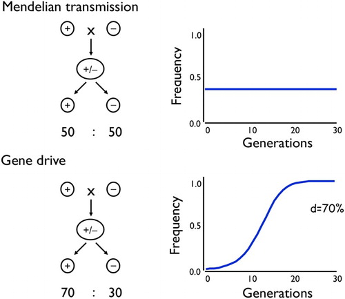 Figure 3. Mendelian transmission of genes does not in itself lead to changes in allele frequency over time, whereas gene drive can. d is the proportion of a heterozygote’s progeny that inherit the driving gene (Mendelian transmission has d = 50%).