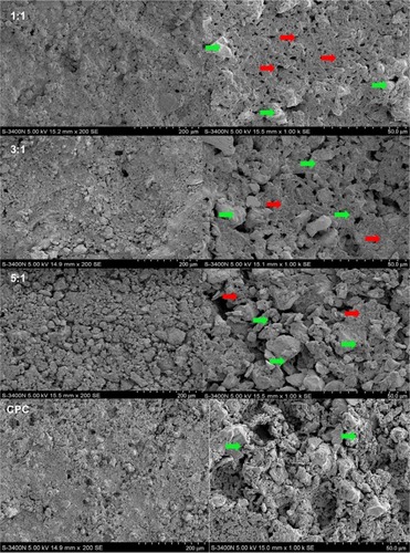 Figure 1 SEM images of the CPC–FG composites at different P/L ratio and the pure CPC fresh prepared.Notes: Red arrow: FG; green arrow: CPC.Abbreviations: SEM, scanning electron microscope; CPC, calcium phosphate cement; FG, fibrin glue; P/L, powder/liquid.