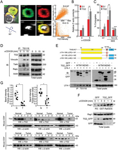 Figure 1. TAGLN2 physically interacted with LFA-1 and increased Rap1 activity. (a) Localization of TAGLN2 (TG2), F-actin, and ICAM-1 (IC1) at the interface between T and B cells. Jurkat T cells expressing TG2_GFP and LifeA_mRFP (red) were conjugated with SEE-loaded Raji B cells stained with IC1_Cy5 (white) for 30 min. Three-dimensional reconstruction revealed the en face positions of contact interface areas between cells. Colocalization of TG2 and LifeA or TG2 and IC1 signals was determined by Pearson’s correlation coefficient (R). (b) Jurkat T cells expressing GFP and TG2_GFP were stimulated with anti-CD3/28 for 5 min. F-actin content was quantified using flow cytometry. Data are presented as relative fluorescence intensity compared with that in Jurkat T cells expressing GFP at 0 min. (c) Conjugate formation between Jurkat T cells expressing GFP or TG2_GFP cells and SEE-loaded Raji B cells. (d) Jurkat T cells were stimulated with anti-CD3/28 for the indicated times. Samples were immunoprecipitated with TS1/18 (anti-LFA-1 antibodies) and blotted with antibodies against the indicated proteins. (e) HEK293T cells were cotransfected with LFA-1 and different mutants of TG2, and immunoprecipitation and western blotting were performed. The schematic diagram shows the deletion mutants of TAGLN2 (M1, M2, and M3). (f) Activity of Rap1. Jurkat T cells expressing GFP and TG2_GFP were stimulated with anti-CD3/28 antibodies, and pull-down assays were performed. GTP-bound Rap1 was visualized by immunoblotting using anti-Rap1 antibodies. Data are representative of three independent experiments (b–f) (g) TG2 expression in CD4+ or CD8+ T cells from normal or severe tumor-bearing mice. When tumor size of the mice was over 3,000 mm3, the mice were defined as “severe tumor-bearing mice”. CD4+ or CD8+ T cells were purified from spleen and lymph nodes of mice and then subjected to western blot analysis. Intensities of western blot bands were analyzed by the Quantity one image analysis program (Bio-Rad) and were normalized to β-actin. *P < 0.05.