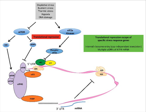 Figure 1. Mechanisms of translation initiation repression. A wide array of cell stresses cause a repression of protein synthesis via molecular modules that modify the phosphorylation status of proteins involved in translation initiation. The phosphorylation of eIF2α by eIF2 kinases PKR, GCN2, PERK, or HRI inhibits ternary complex recycling, leading to a reduction in initiation codon recognition. Indeed, phosphor-eIF2α inhibits the guanine exchange factor (GEF) activity of eIF2B. In parallel, the inhibition of mTOR leads to a reduction in 4EBP phosphorylation and consequently inhibits eIF4E-eIF4G interaction. Moreover, the activities of eIF4B and eIF4A are reduced. MicroRNAs, generally through binding in the 3' UTRs of RNAs, reduce the expression levels of mRNA. In parallel to the global inhibition of protein synthesis, individual mRNA expression is specifically maintained, which supports the expression of stress-response genes. IRESs in the 5' UTRs of many stress-response mRNAs allow for the synthesis of proteins when cap-dependent translation is compromised. ATF4 mRNA contains 2 upstream open reading frames (uORFs) in the 5' UTR, which are recognized by preinitiation complexes. Because the second uORF overlaps with the authentic ATF4 coding sequence, but in a different frame, expression of functional ATF4 is repressed. However, under conditions in which eIF2α is phosphorylated, a reduction in ternary complex concentration occurs, and the second uORF is less likely to be recognized, allowing translation of functional ATF4 from the authentic open reading frame.