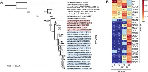 Figure 1. Phylogenetic evolutionary and cross-HI assays. (A) NJ tree of HA gene of several representative strains and 22 H9N2 viruses isolated from 2017 to 2019. (B) Cross-HI results between F98, TX, and 22 H9N2 viruses to the serum of F98, TX, 100405, and 120118.