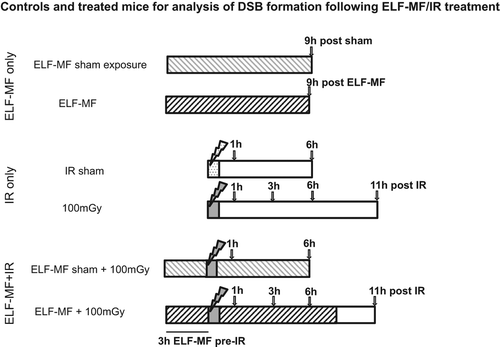 Figure 1. Plan of treatments and controls used for analysis of 50 Hz magnetic field, 100 mGy IR or combined exposures. For sham or ELF-MF exposure alone (lines 1–2), mothers were sham exposed (light grey shading) or exposed at 300 μT (dark grey shading) in the Helmholtz coils for 9 h, and samples collected as indicated by arrows. For sham or IR exposure alone (lines 3–4), mothers were sham exposed (dotted light grey) or exposed (dark grey) in the IR facility, and samples collected at 1 and 6 h post sham, or at 1, 3, 6 and 11 h post IR. For combined exposed to ELF-MF and IR, mothers were sham-exposed to ELF-MF for 3 h, exposed to IR at 100 mGy, then sham exposed to ELF-MF post IR, with samples collected at 1 or 6 h (line 5); or exposed to ELF-MF at 300 μT for 3 h, exposed to IR at 100 mGy, then exposed to ELF-MF at 300 μT up to 9 h post IR, with samples collected at 1, 3, 6 and 11 h (line 6).