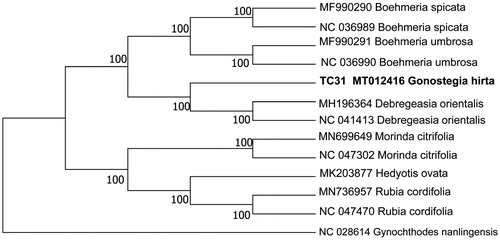 Figure 1. Phylogenetic position of G. hirta inferred by neighbor-joining (NJ) tree of complete cp genomes.