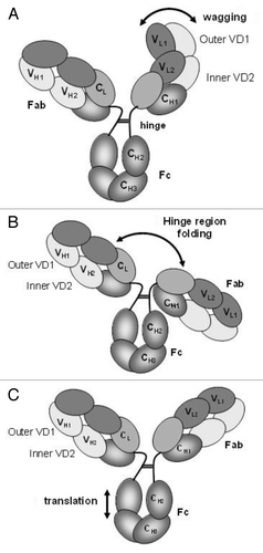 Figure 3. Dynamics of the DVD-Ig™ molecule show (A) wagging of outer domain, (B) folding in the hinge region and (C) translation movement of the Fc region.