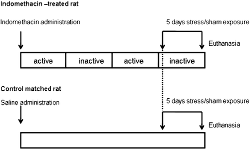 Figure 2.  Overview of the experimental design used in the study. Each indomethacin-treated rat was matched to a control rat. The stress/sham sessions started when the inactive phase following the second active phase of inflammation was identified in an indomethacin-treated rat. Simultaneously, the stress/sham sessions were started in their matched control individual. After 5 days of stress/sham exposure, both indomethacin and control rats were euthanized.