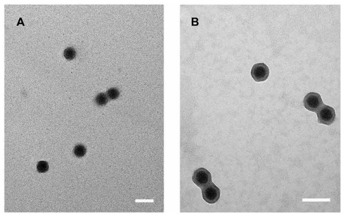 Figure 4 Transmission electron microscopy images of the naked adenovirus (A) and adenovirus complexed with APC (B).Note: Arrow bar = 100 nm.Abbreviation: APC, cationic PEG derivative.